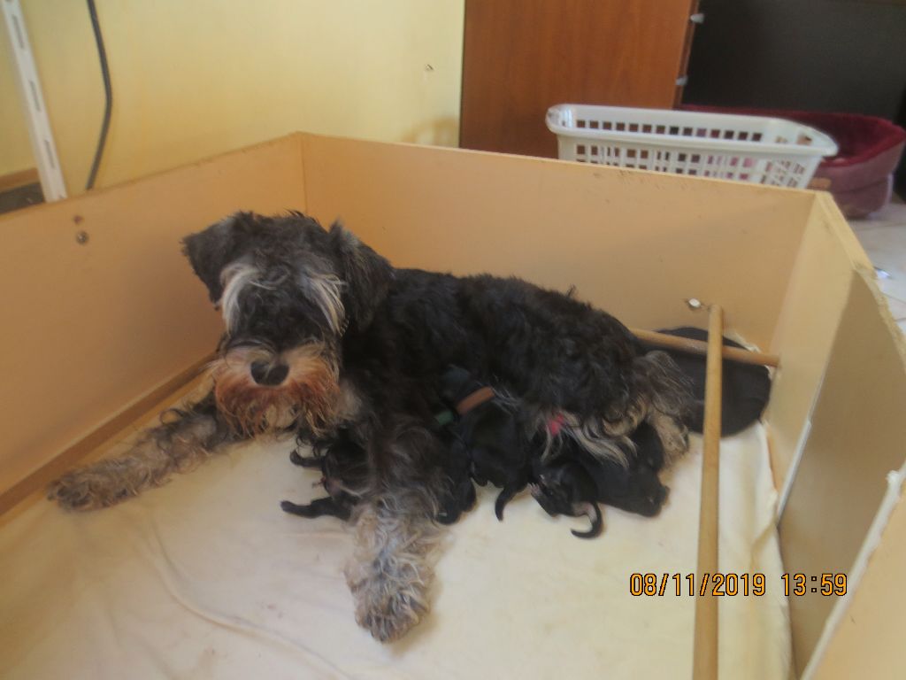 du Paradis des Lys - Schnauzer miniature - Portée née le 08/11/2019