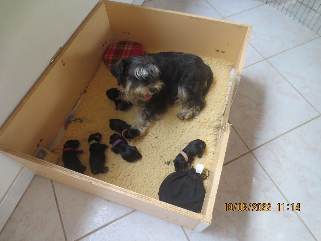 chiot Schnauzer miniature du Paradis des Lys